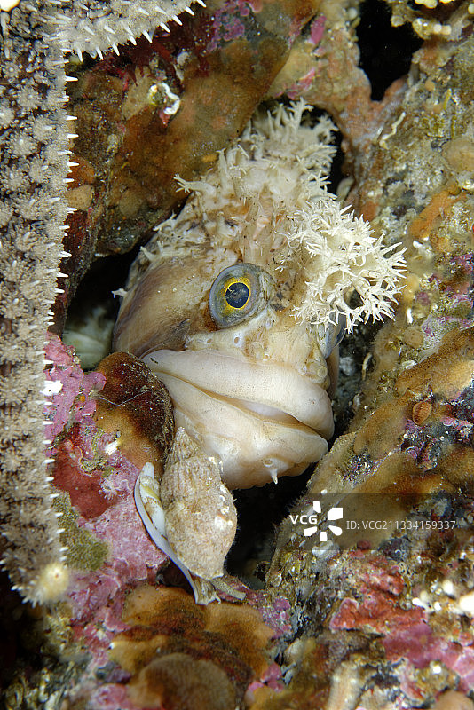 礁石中的装饰头饰 - 阿拉斯加州太平洋图片素材