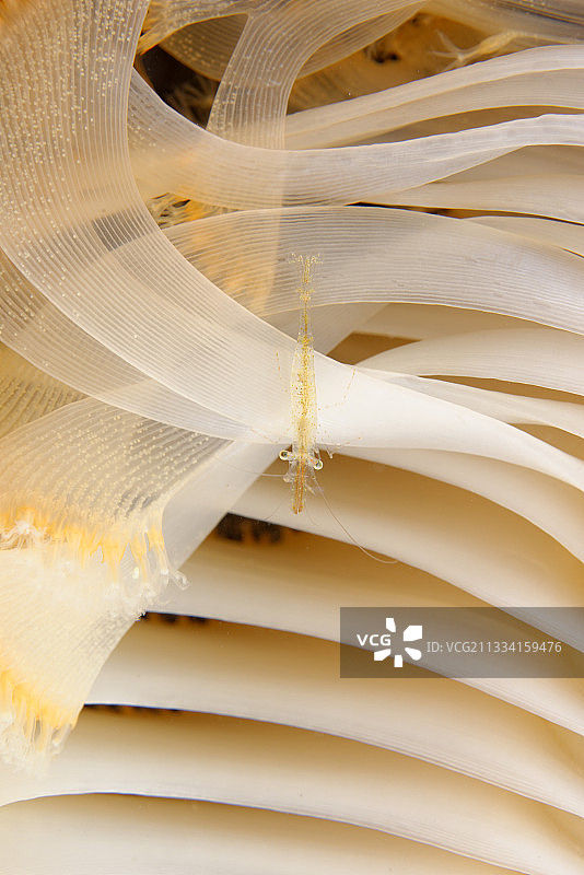 橙色海笔上的断脊虾 - 阿拉斯加太平洋图片素材