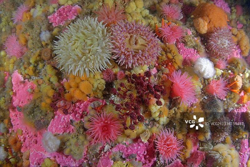 海葵和海绵，阿拉斯加太平洋图片素材