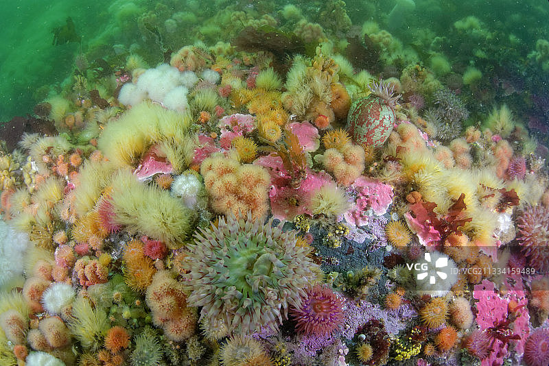 海葵和海绵，阿拉斯加太平洋图片素材