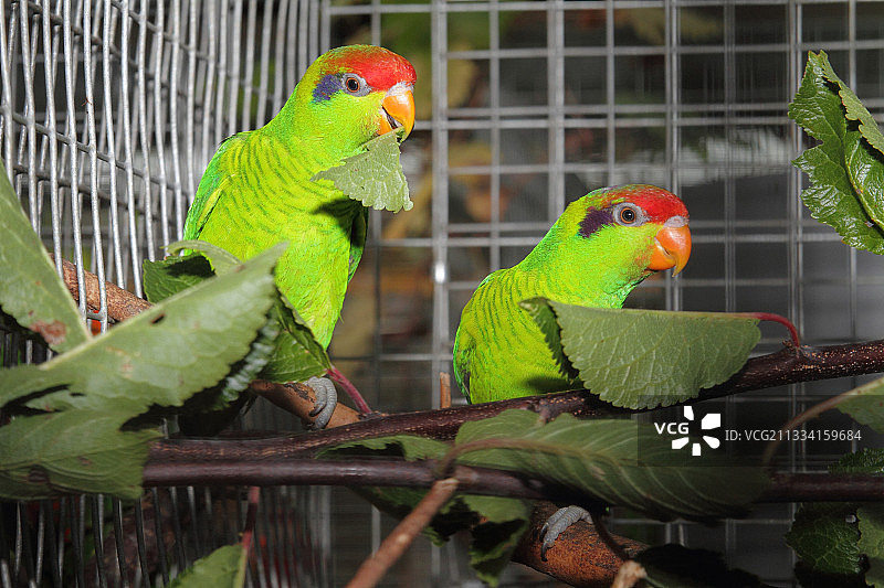 鸟舍里的虹彩鹦鹉图片素材