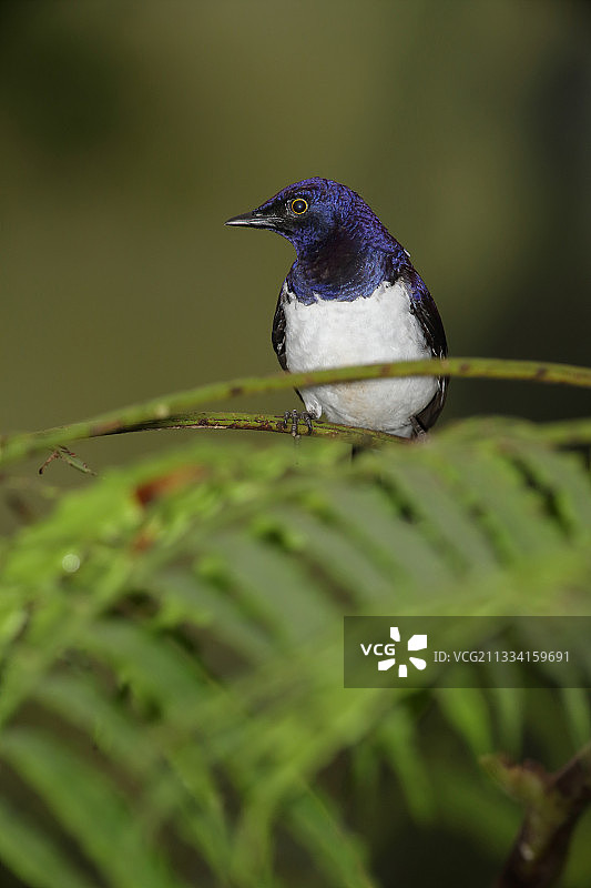 树枝上的紫背椋鸟图片素材