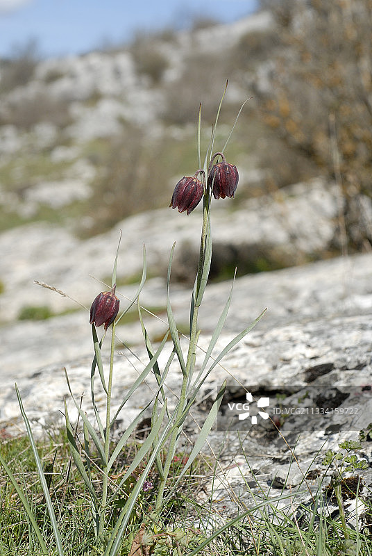 贝母花 - 法国格拉斯阿尔卑斯山麓图片素材