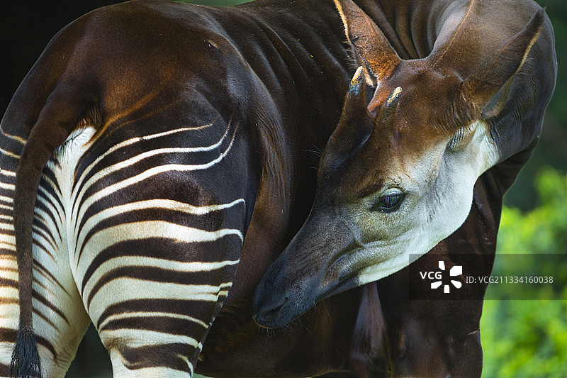 霍加狓梳理毛发 - 德国柏林动物园图片素材