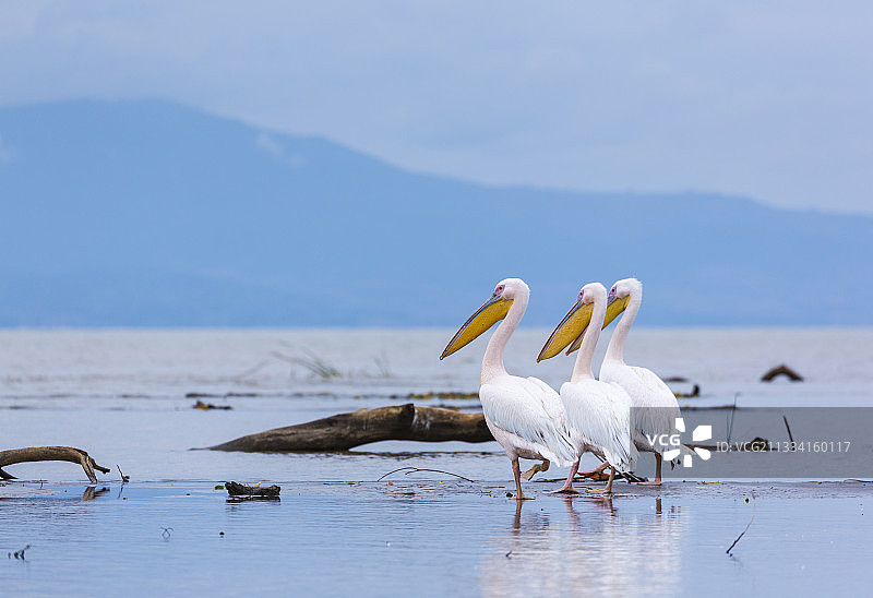埃塞俄比亚查莫湖上的白鹈鹕图片素材
