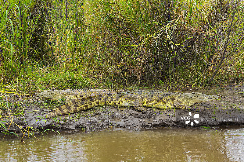 埃塞俄比亚查莫湖岸边的尼罗鳄图片素材