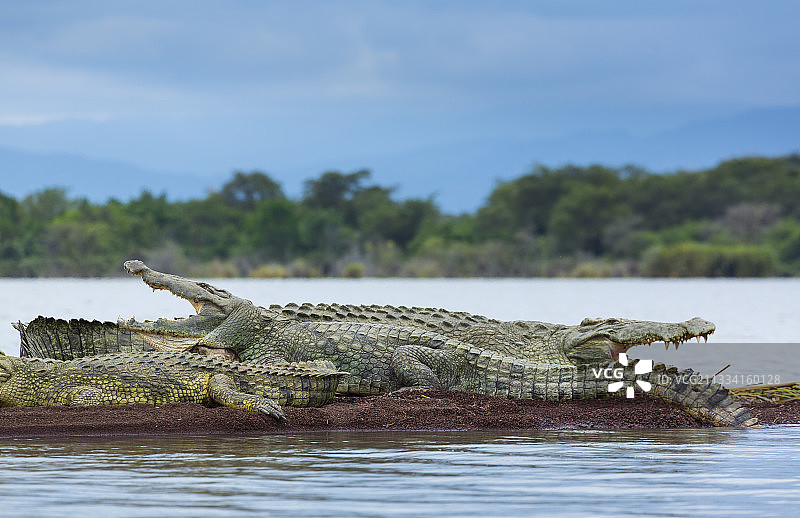埃塞俄比亚查莫湖岸边的尼罗鳄图片素材