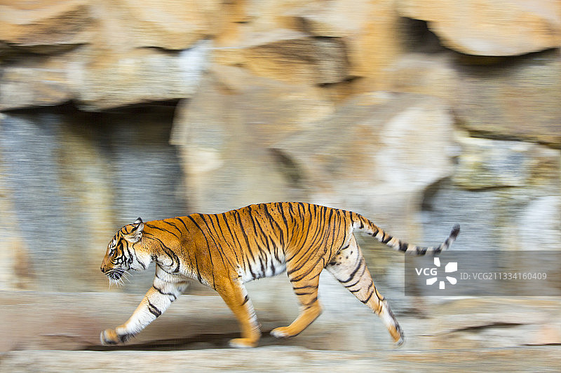 印支虎移动，德国柏林动物园图片素材