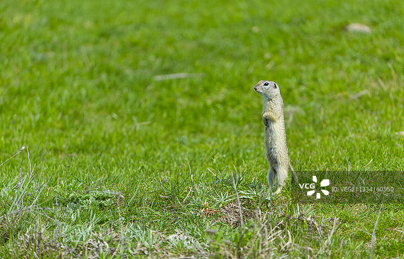 欧洲地松鼠站在保加利亚的草地上图片素材