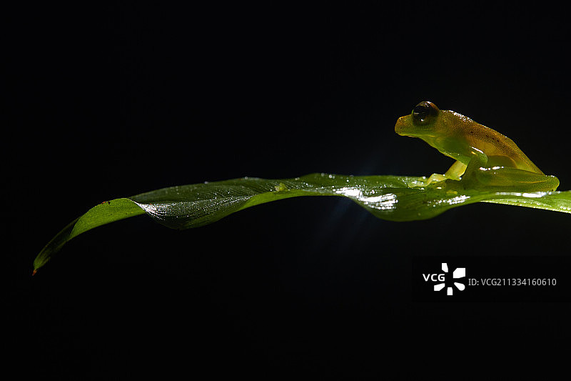 法属圭亚那诺拉格：树叶上的玻璃蛙图片素材