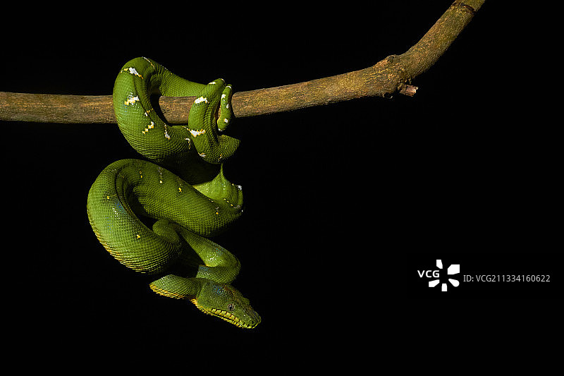 树枝上的亚马逊树蚺图片素材