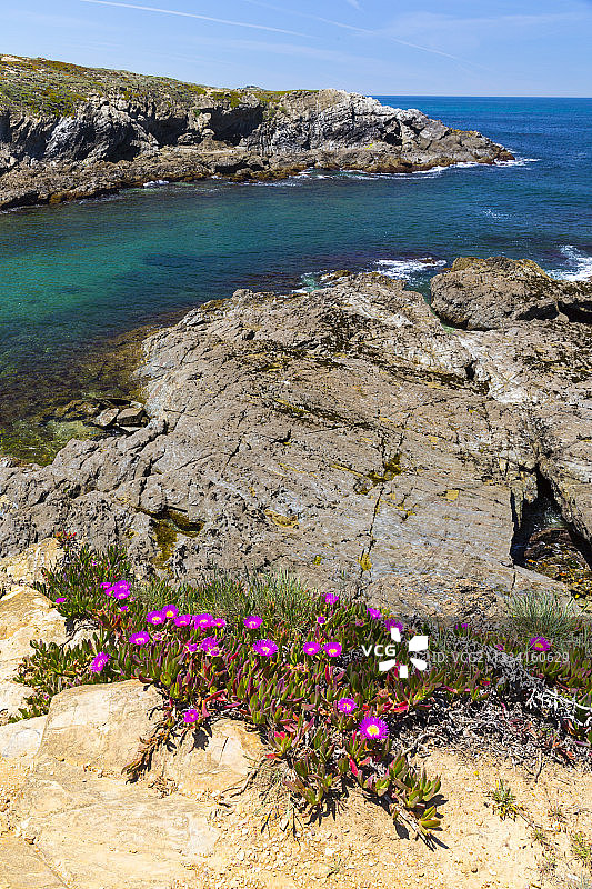 阿连特茹海岸的冰叶日中花图片素材