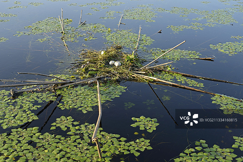罗马尼亚多瑙河三角洲上的红颈鸊鹚巢图片素材