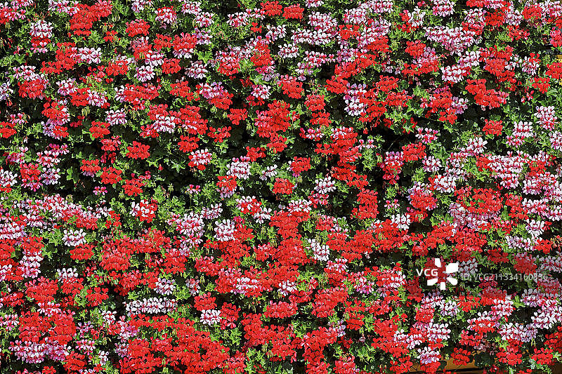 葡萄酒之路图片素材