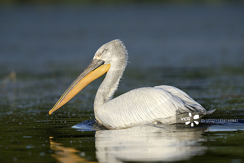 罗马尼亚多瑙河三角洲的鹈鹕图片素材