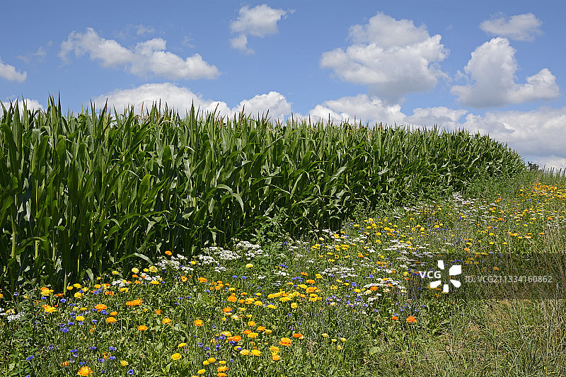 法国玉米田边的茂盛草地图片素材