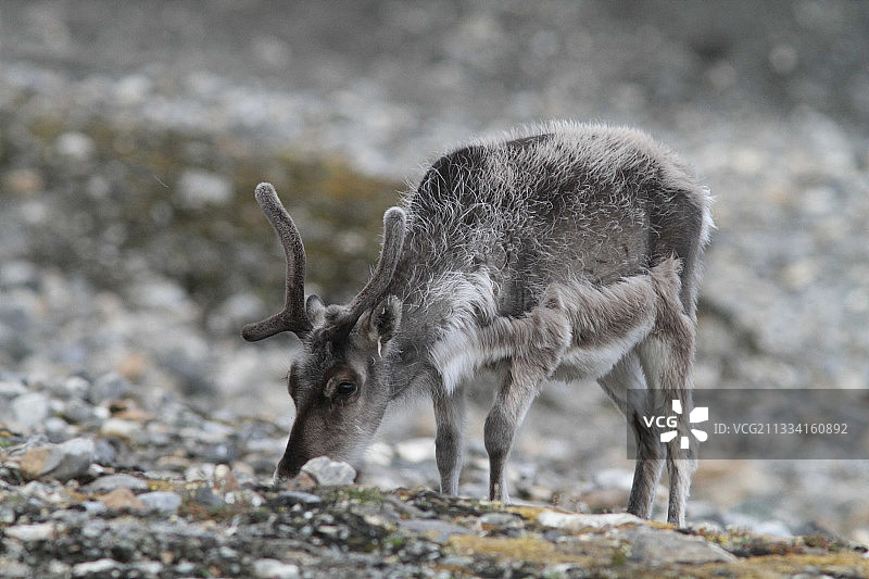 斯瓦尔巴群岛苔原上的驯鹿图片素材