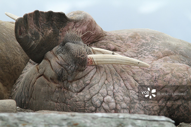 躺在岸边的海象 - 斯匹次卑尔根岛斯瓦尔巴图片素材