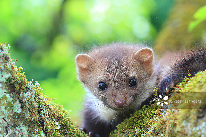 在苔藓树干上的年轻欧洲山鼬肖像 - 法国图片素材