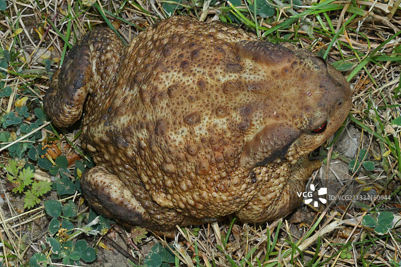 草丛中的多刺蟾蜍 - 法国阿尔卑斯山图片素材