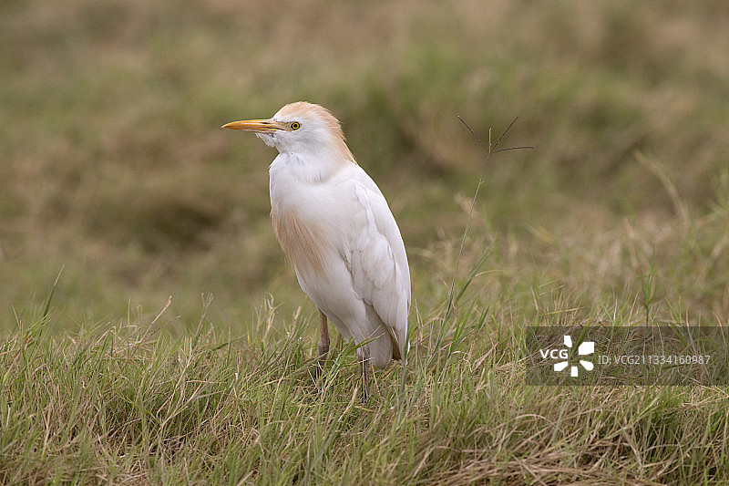 肯尼亚安博塞利草地上的牛背鹭图片素材