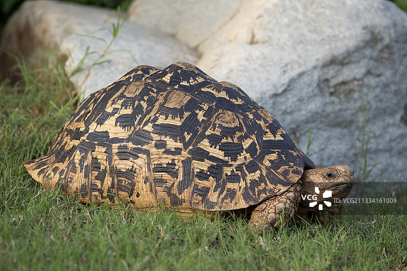 草地上的豹纹龟 - 肯尼亚维平戈山脊图片素材