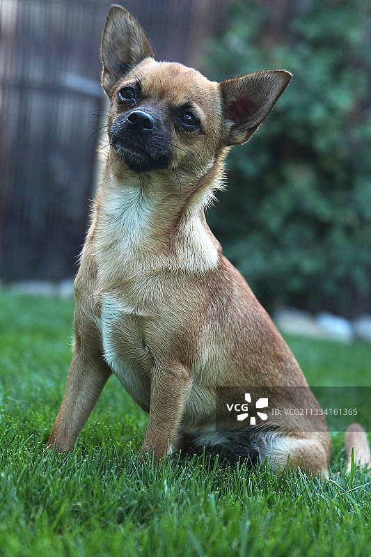坐在草地上的吉娃娃 - 法国图片素材