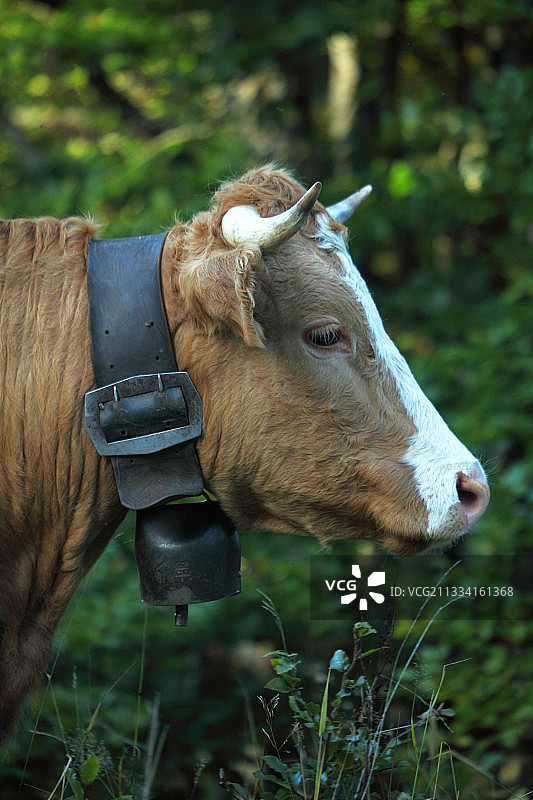 带着铃铛的阿邦斯牛肖像 - 法国图片素材