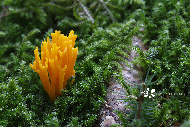 德国黑森林的苔藓上的黄色鹿角菌图片素材