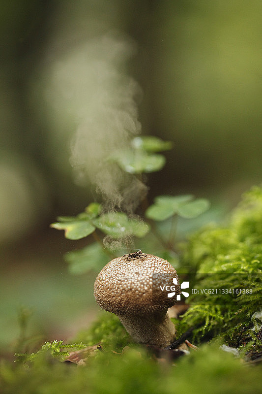 德国黑森林地区常见的马勃菌孢子图片素材