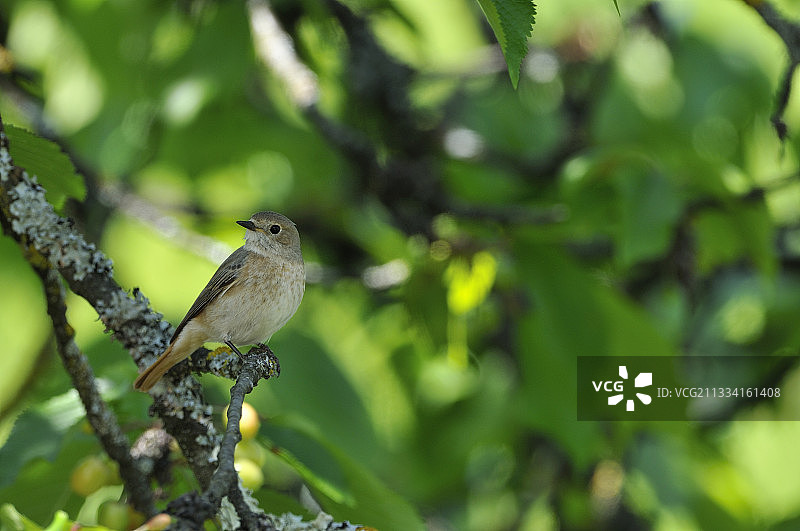 红尾鸲雌鸟栖息在樱桃树枝上—法国图片素材