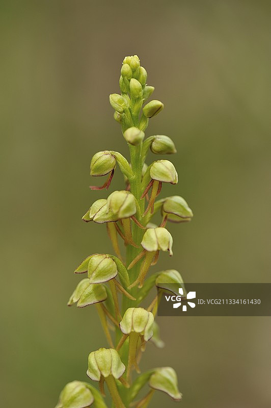 法国比热地区盛开的男人兰花图片素材