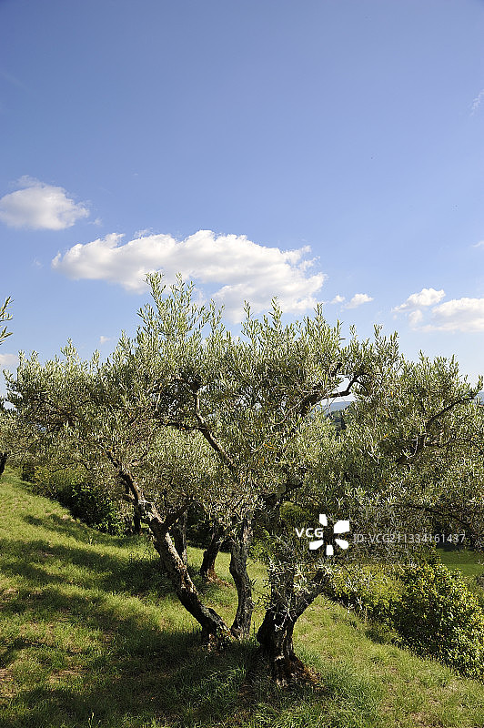 法国普罗旺斯阶梯式橄榄园图片素材