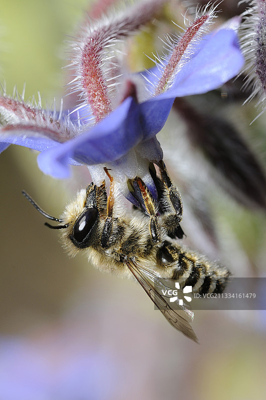切叶蜂与琉璃苣花图片素材