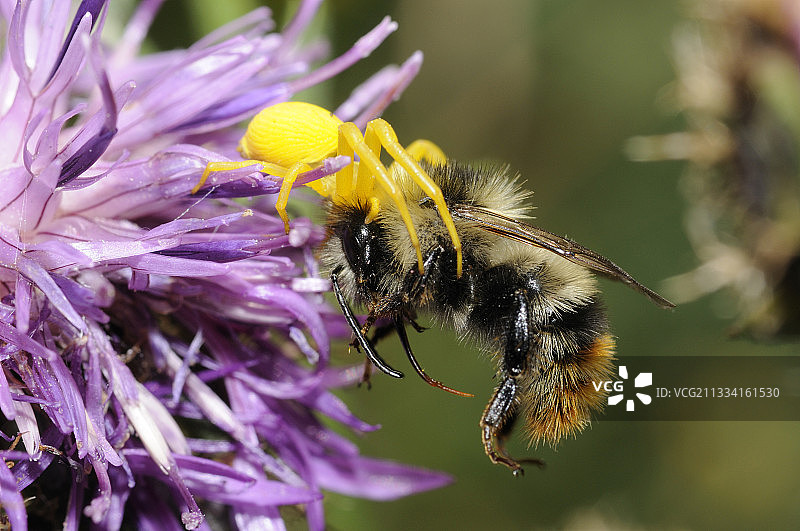 埃克兰阿尔卑斯山的金鸡菊蜘蛛捕捉熊蜂图片素材