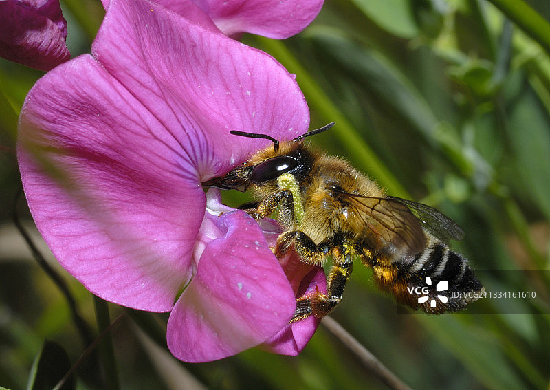 切叶蜂在野豌豆花上图片素材