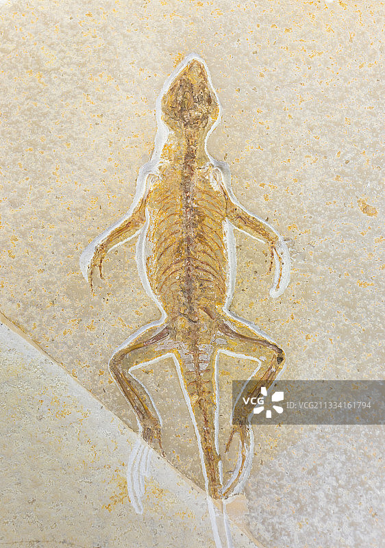 自然博物馆和Homoeosaurus maximilliani图片素材