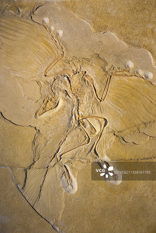 自然博物馆或洪堡博物馆图片素材