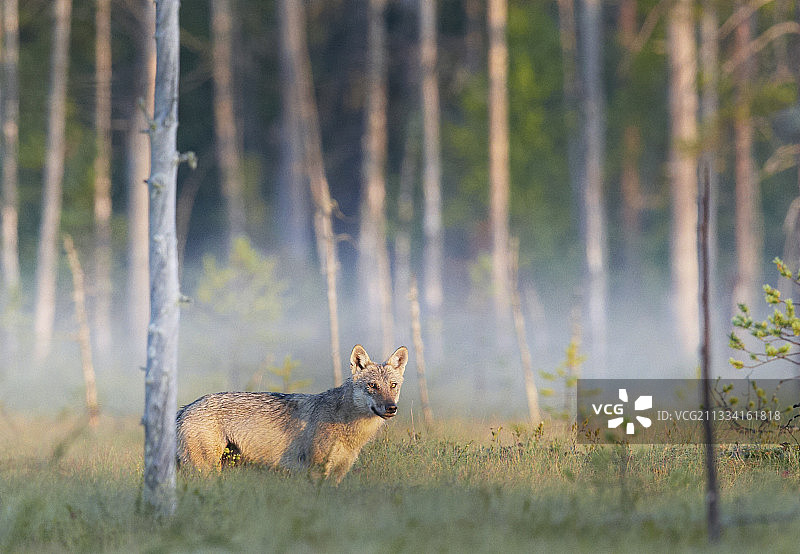 芬兰奥卢空地上的灰狼图片素材