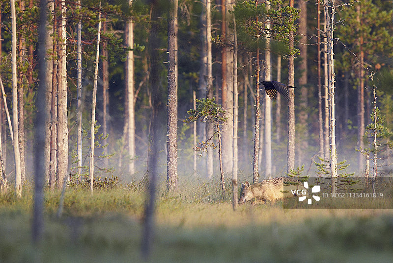 在空地上灰狼和乌鸦-奥卢-芬兰图片素材