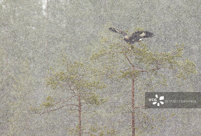 金雕在雪中飞走，芬兰东部图片素材