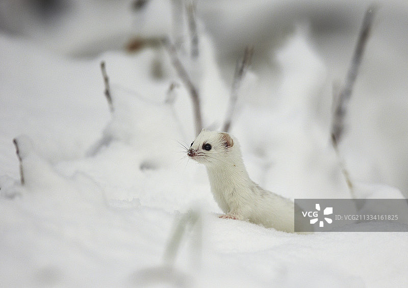 雪地里的伶鼬，芬兰东部图片素材