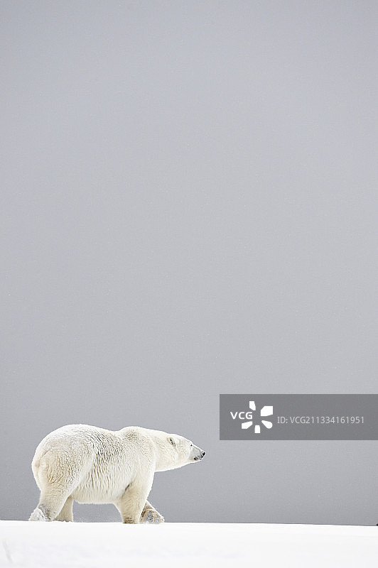 在雪地里行走的北极熊 - 阿拉斯加巴特岛图片素材
