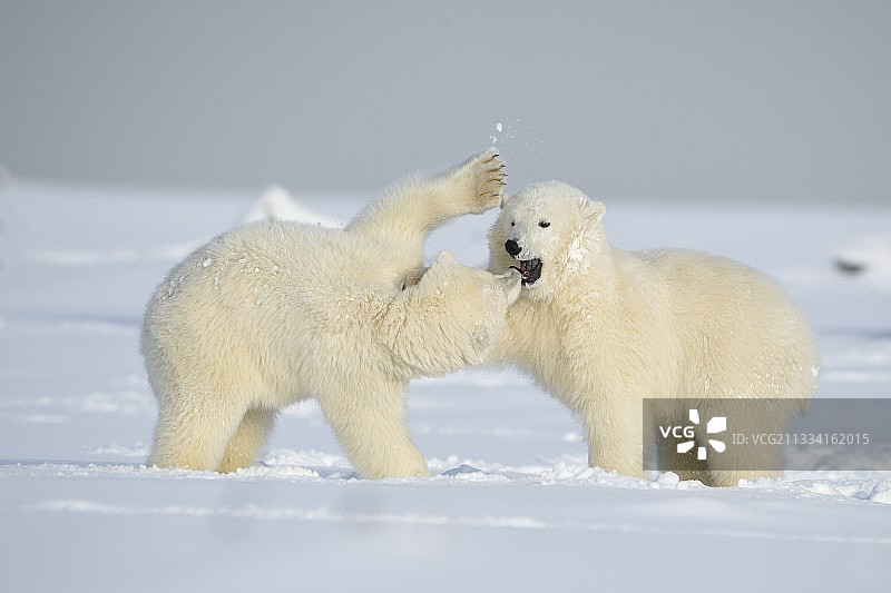 巴特岛阿拉斯加的北极熊幼崽在雪地里玩耍图片素材