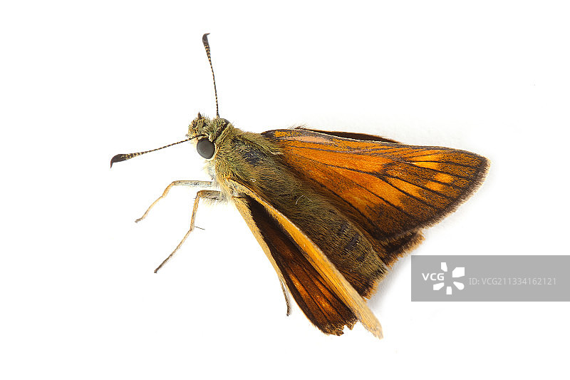 白色背景上的大弄蝶图片素材