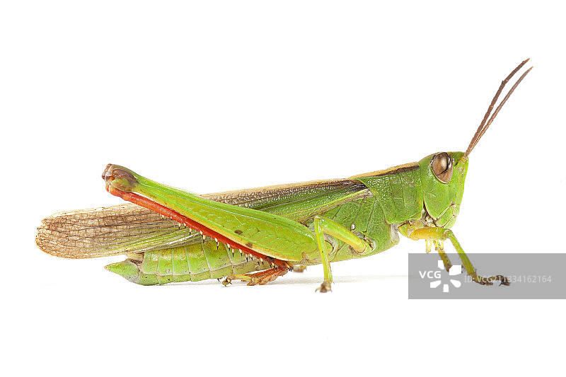 白色背景上的三色蝗虫图片素材