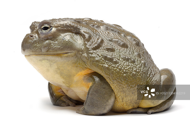 白色背景上的非洲牛蛙图片素材