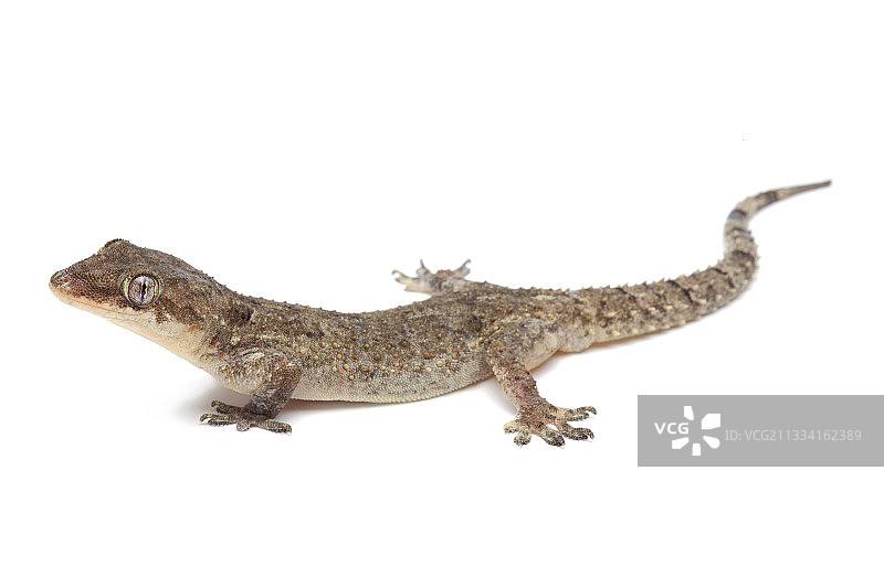 白色背景下的布鲁克房屋壁虎图片素材