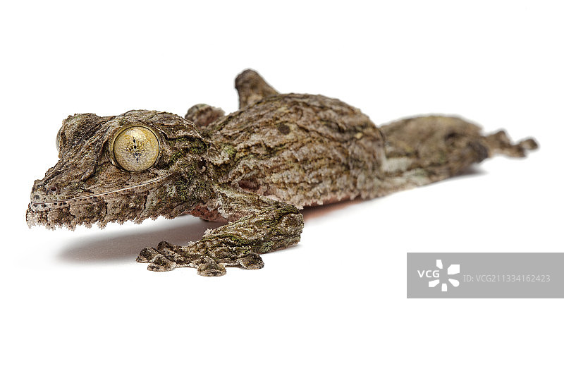 白色背景上的苔藓叶尾壁虎图片素材