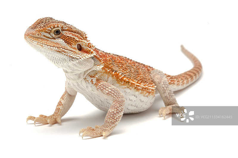 白底红色的鬃狮蜥图片素材
